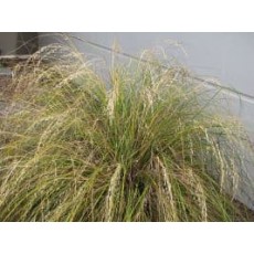 Chionochloa rubra